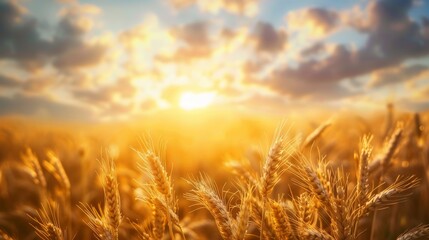 Obraz premium Wheat field bathed in golden sunset light, close-up view with dramatic clouds and blue sky, serene and picturesque agricultural scene