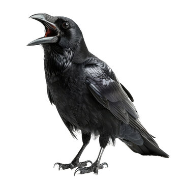 black crow isolated on transparent background