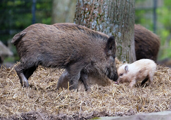 Wildschwein in freier Natur im Fruehling .