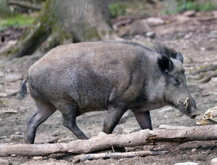Wildschwein in freier Natur im Fruehling .