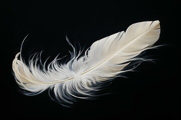 Delicate white feather with soft textures isolated on a dark backdrop