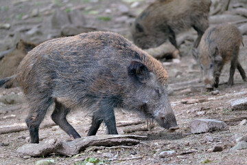 Wildschwein in freier Natur im Fruehling .