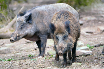 Wildschwein in freier Natur im Fruehling .