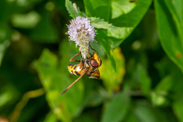 A hoverfly insect sits on a purple flower macro photography on a summer sunny day. Flower flies sits on a blooming mint plant close-up photo in the summer.	
