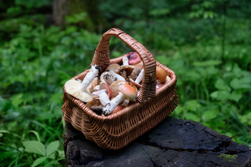Wicker basket with fresh edible mushrooms outdoor, abstract forest background. Beautiful image of...