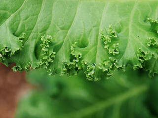 kale vegetable green leaf garden healthy care super food
