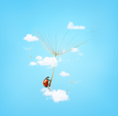 Macro shot of ladybird flying on dandelion seed in clouds on blue background. Summer concept