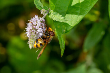 A hoverfly insect sits on a purple flower macro photography on a summer sunny day. Flower flies sits on a blooming mint plant close-up photo in the summer.	
