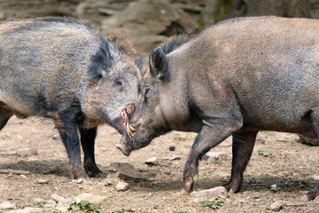 Wildschwein in freier Natur im Fruehling .