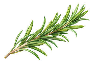 Fototapeta premium Single rosemary isolated on transparent background