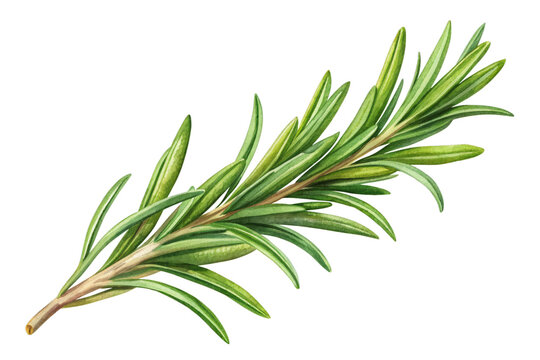 Single rosemary isolated on transparent background