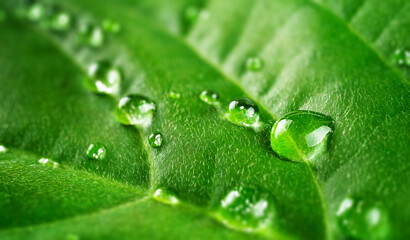 Natural green macro background with raindrops.