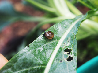 snail eating vegetable leafes slowly and damage green garden
