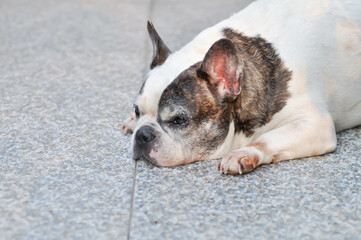 dog or French bulldog or old dog, sleeping french bulldog