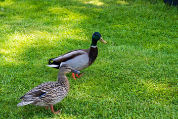 duck on the grass