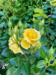 yellow rose in garden