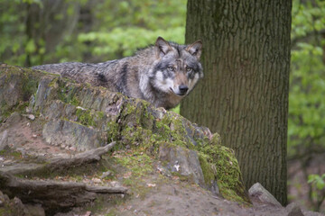 Wolf_Europaeischer Grauwolf in Aktion