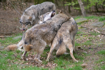 Wolf_Europaeischer Grauwolf in Aktion
