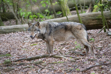 Wolf_Europaeischer Grauwolf in Aktion