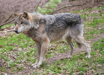 Fototapeta premium Wolf_Europaeischer Grauwolf in Aktion