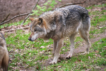 Wolf_Europaeischer Grauwolf in Aktion