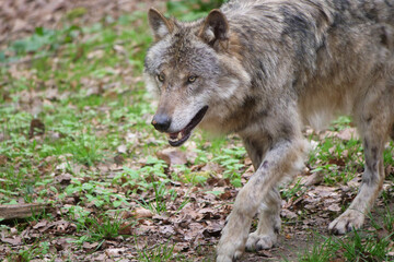 Fototapeta premium Wolf_Europaeischer Grauwolf in Aktion