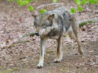 Wolf_Europaeischer Grauwolf in Aktion