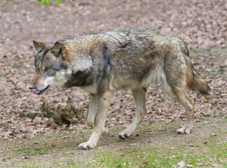 Wolf_Europaeischer Grauwolf in Aktion