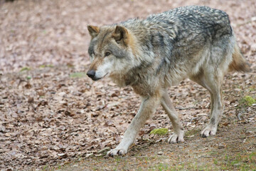 Wolf_Europaeischer Grauwolf in Aktion