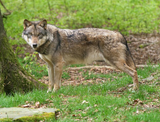 Wolf_Europaeischer Grauwolf in Aktion