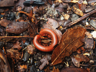 millipede on soil and moving to spiral for protec them body