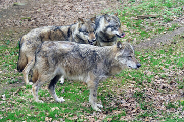 Fototapeta premium Wolf_Europaeischer Grauwolf in Aktion