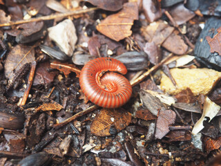 millipede on soil and moving to spiral for protec them body