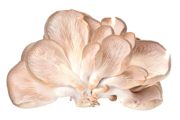 Mushrooms oyster isolated on white background