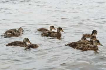 Duck with ducklings.