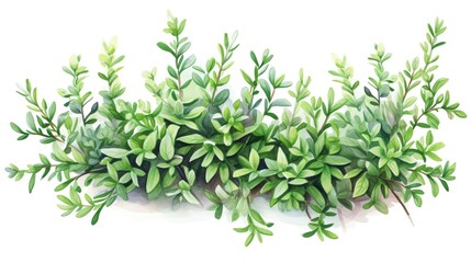 Fototapeta premium Green leafy foliage with delicate branches, isolated on a white background.