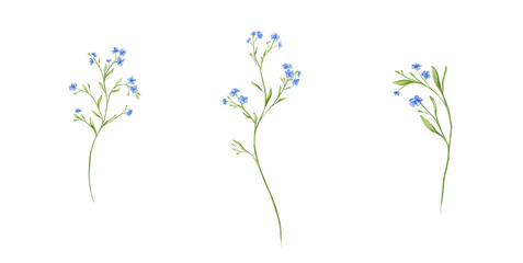Small tiny white blue flowers forget me not meadow herbs floral botanical wedding design watercolor ecological illustration set clipart