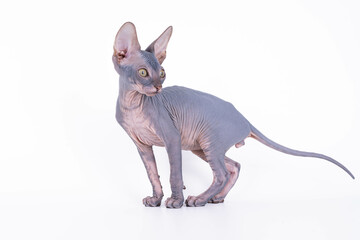A hairless sphinx cat is depicted standing against a white backdrop