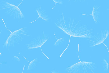 Seamless pattern of flying white dandelion seeds on blue background. 