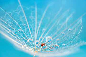 Macro shot of ladybird sitting on dew drop on white dandelion seed on blue background.