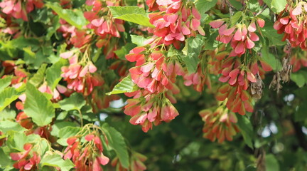 Tatarian maple tree (Acer tataricum)