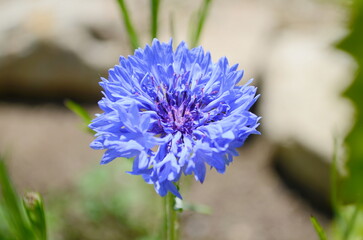 One blue cornflower on green meadow