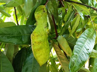 Natural Saraca Asoca Seeds stock in photos
