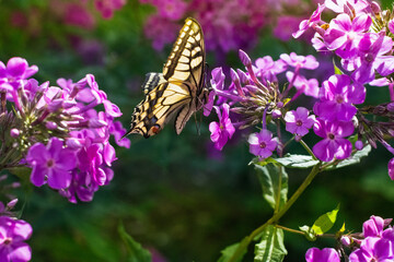 Old world Swallowtail butterfly (Papilion machaon ) feeding on blooming purple phlox outdoors, butterflay in sunny day in summertime, Swallowtail butterfly close up on beautiful floral background