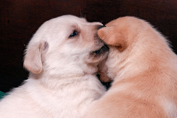 White blonde Labrador puppy whispers something in the ear of its dark blonde brother.