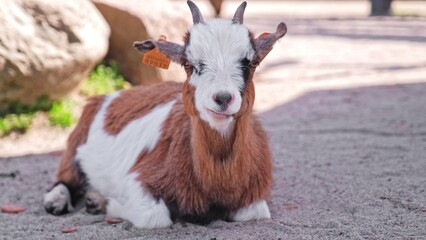 Adorable Cute Young Goat with Cattle Ear Tag Sitting on Ground Chewing Food