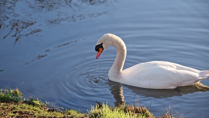White Beautiful Wild Swan Birds Diving for Food in Park Pond