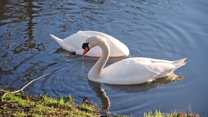 White Beautiful Wild Swan Birds Diving for Food in Park Pond
