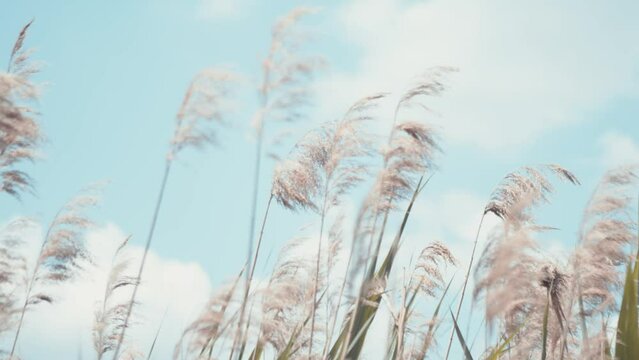 Reed thicket swaying in the wind with blue cloudy sky in the background