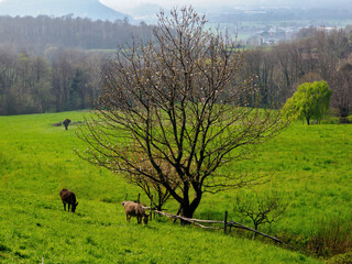 Donkeys at pasture near Ello, Brianza, Italy